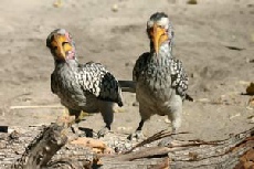 Yellowbilled Hornbills, Khwai campsite