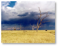 Savuti Marsh
