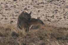 Aardwolves mating, Mabuasehube Pan