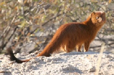 Slender Mongoose, Kgalagadi Transfrontier Park