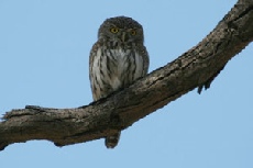 Barred Owlet, Khwai Campsite