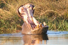Hippo yawning, Khwai