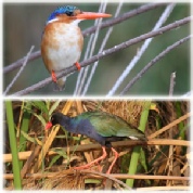 Malachite Kingfisher & Allen's Swamphen - Nxamaseri Island Lodge