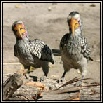 Yellowbilled Hornbill