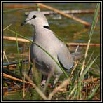 Doves & Pigeons