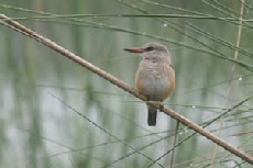 Chestnut-bellied Kingfisher, Linyanti Campsite