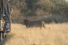 Male Lion, Khwai