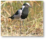 Blacksmith Lapwing