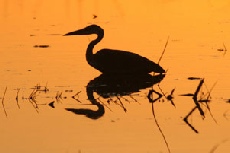 Grey Heron at sunset, Khwai