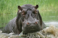 Grumpy Hippo, Linyanti