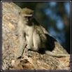 Vervet Monkey