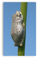 Reed Frog - Oddballs Enclave