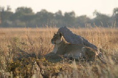 Lioness on anthill, Khwai
