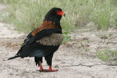 Bateleur Eagle, Nxai Pan National Park