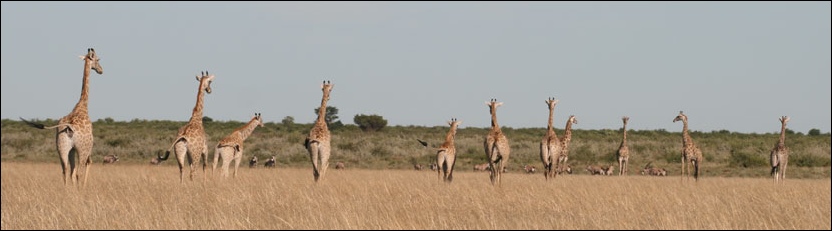 Giraffe - Phokoje Pan, Central Kalahari Game Reserve