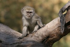 Vervet Monkey, Khwai Campsite