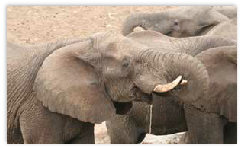 Elephant - Meno a Kwena