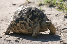 Leopard Tortoise, Nxai Pan National Park