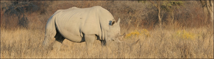 White Rhino - Khama Rhino Sanctuary