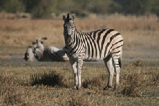 Burchell's Zebra, Khwai