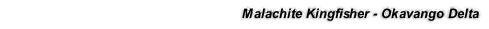 Malachite Kingfisher - Okavango Delta
