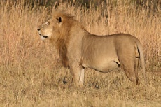 Male Lion, Khwai