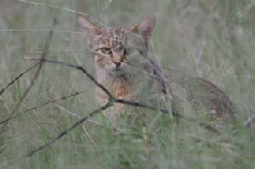 African Wild Cat, Nxai Pan National Park