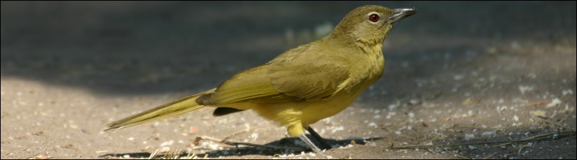 Yellowbellied Greenbul - Chobe National Park